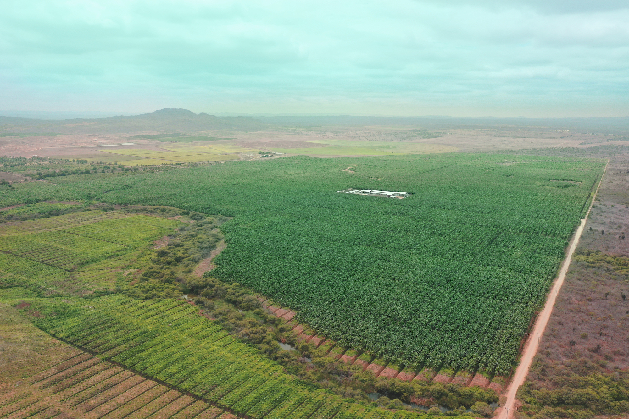 Growing organic bananas in Latin America